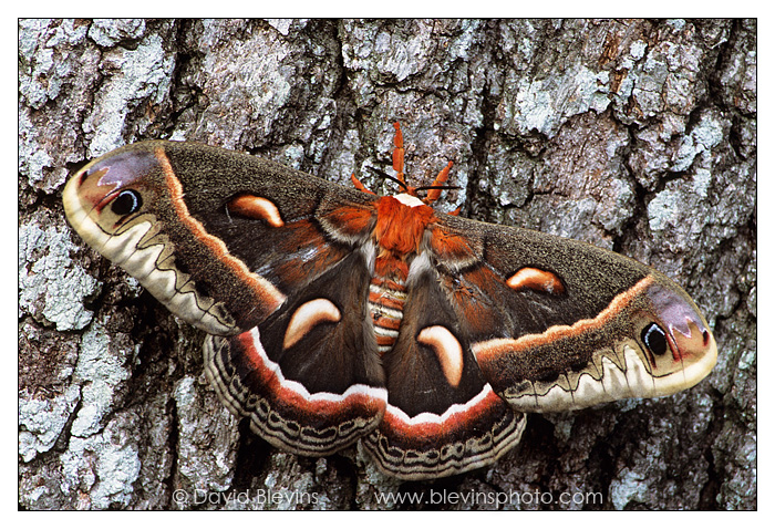 Cecropia Moth