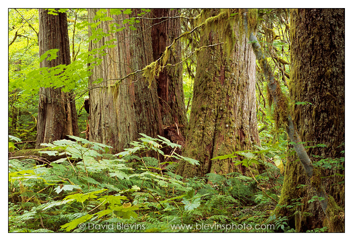 Old Growth Western Redcedar