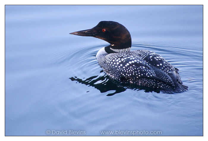 Common Loon