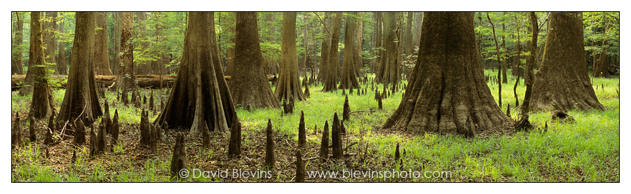 Bald-cypress and Water Tupelo Forest