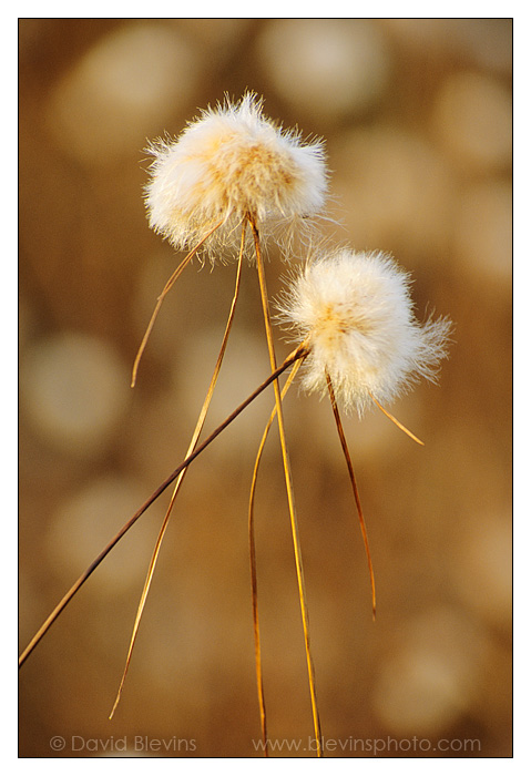 Cotton-grass