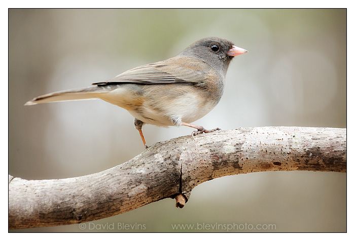 Dark-eyed Junco