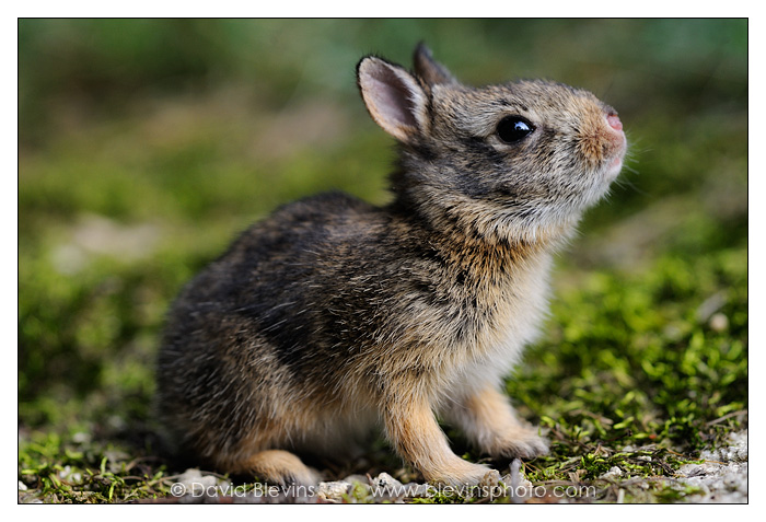 Eastern Cottontail Kit