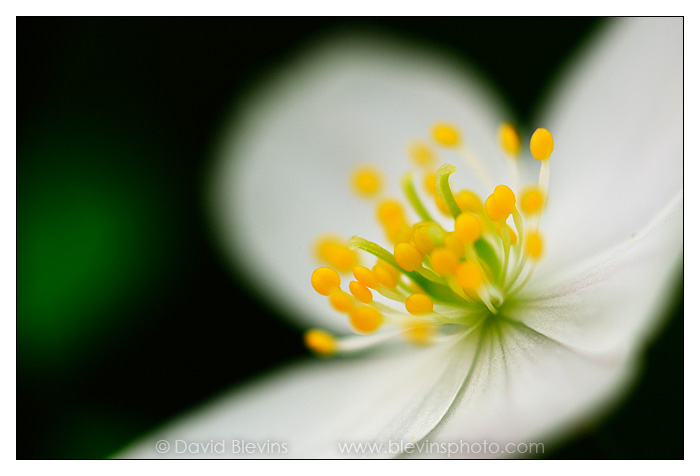 False Rue-anemone