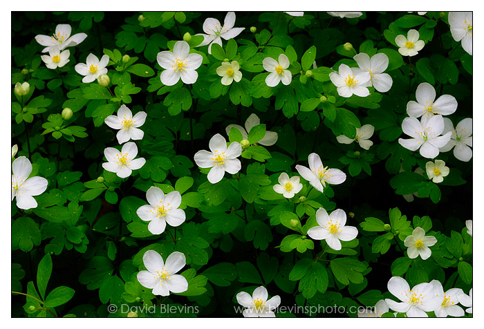 False Rue-anemones