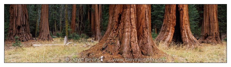 Giant Sequoia Forest