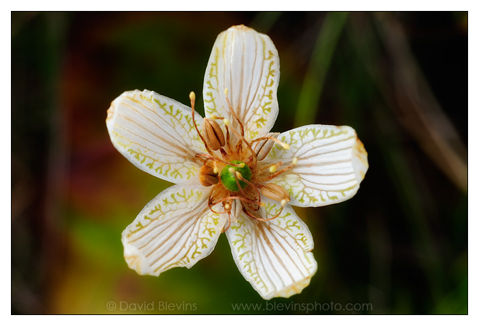 Bigleaf Grass-of-Parnassus