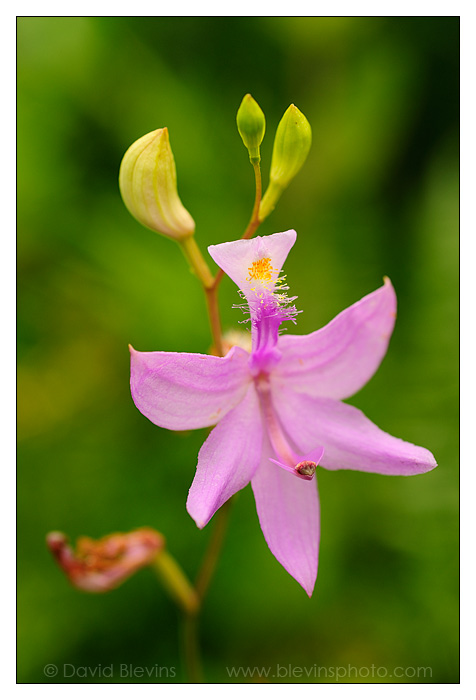 Grass-pink