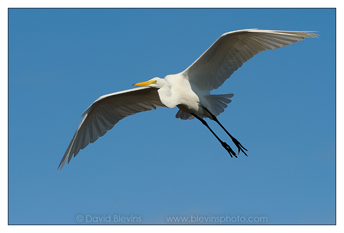 Great Egret