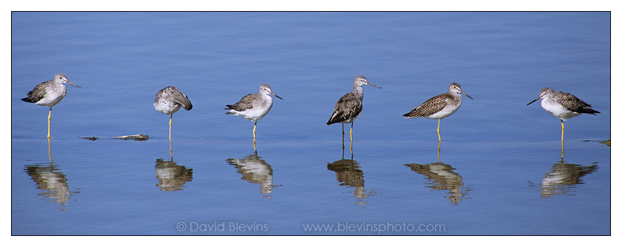 Greater Yellowlegs