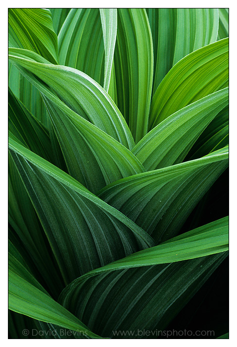 Green False Hellebore
