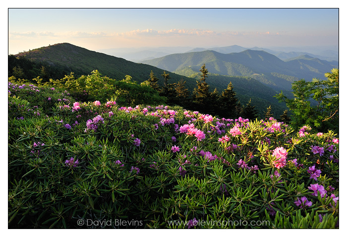 Heath Bald