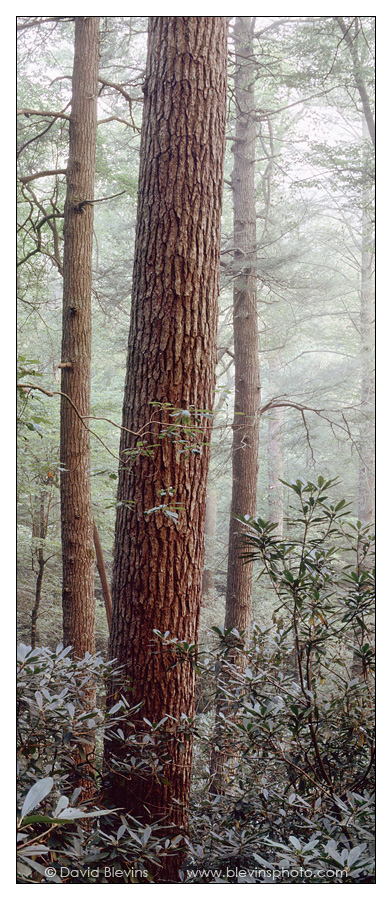 Old Growth Eastern Hemlock Forest