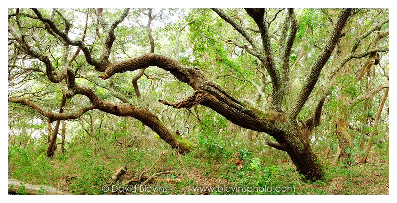 Live Oak Forest