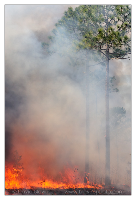 Longleaf Savanna Fire