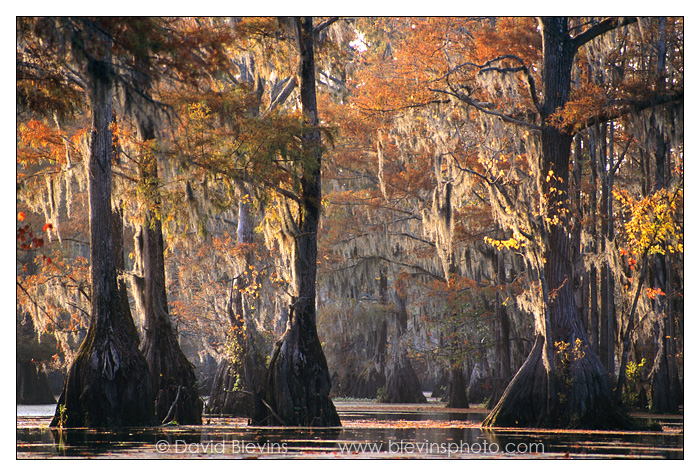 Bald-cypress