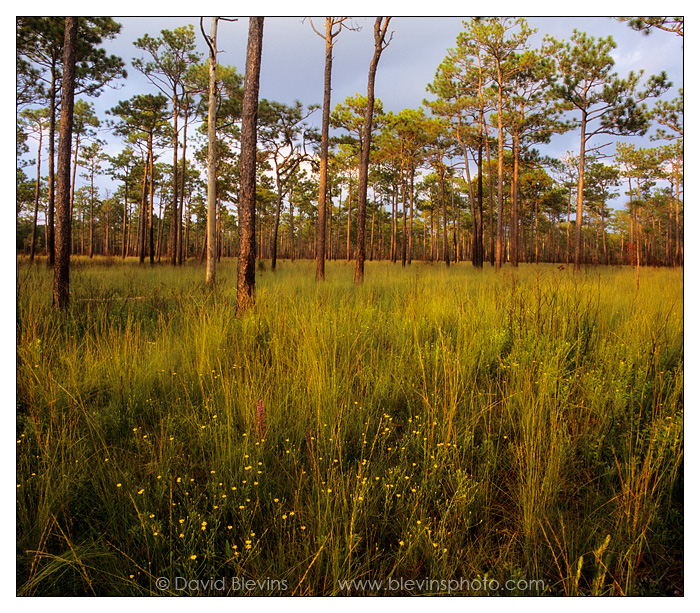 Wet Pine Savanna