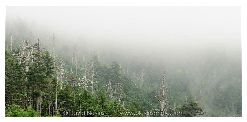 Mount Mitchell State Park