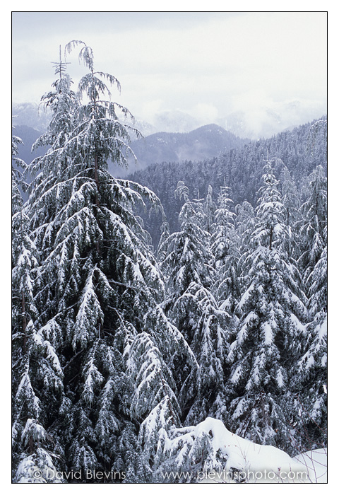 Western Hemlock and Douglas-fir Forest