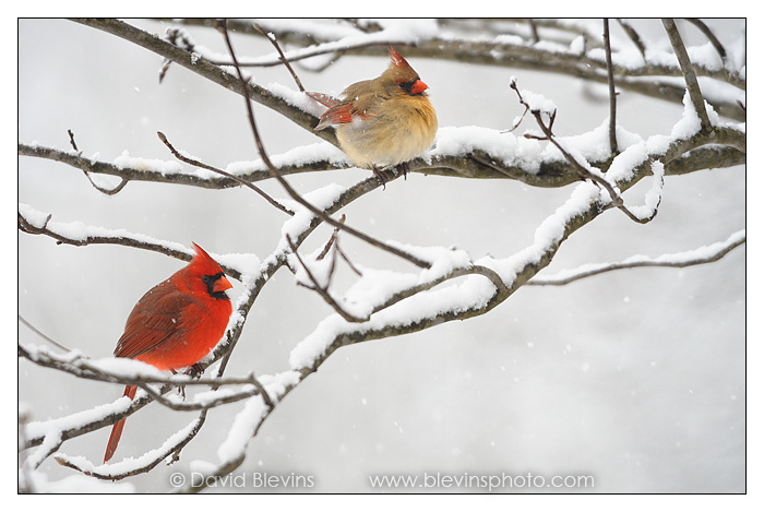 Northern Cardinal