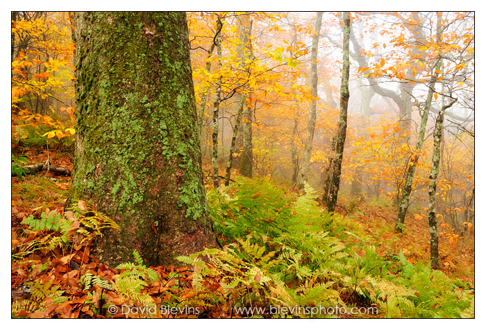 Northern Hardwood Forest