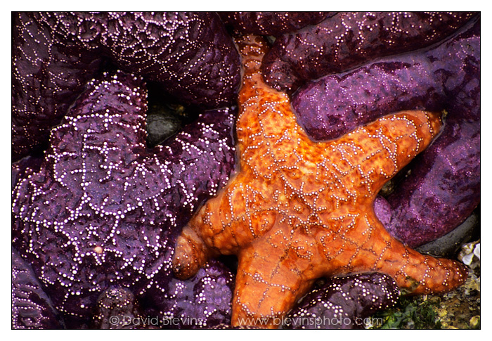 Ochre Star