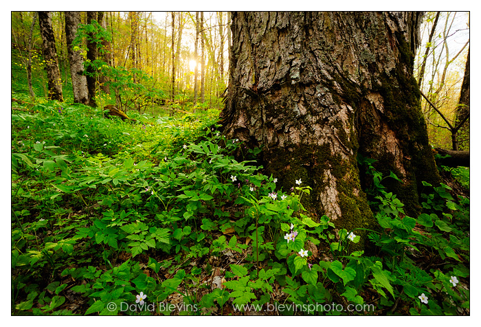 Old Growth Rich Cove Forest