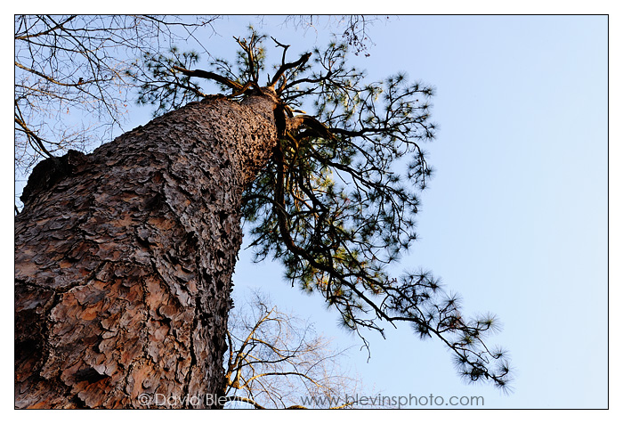 The Oldest Longleaf Pine #1