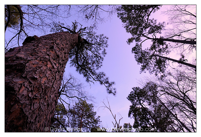 The Oldest Longleaf Pine