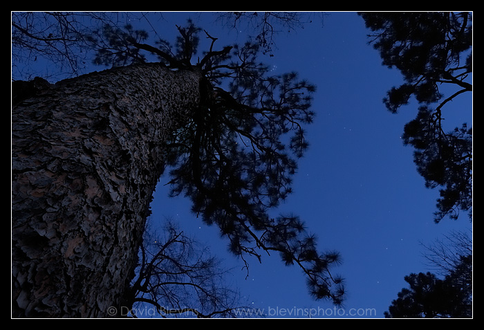 The Oldest Longleaf Pine #3