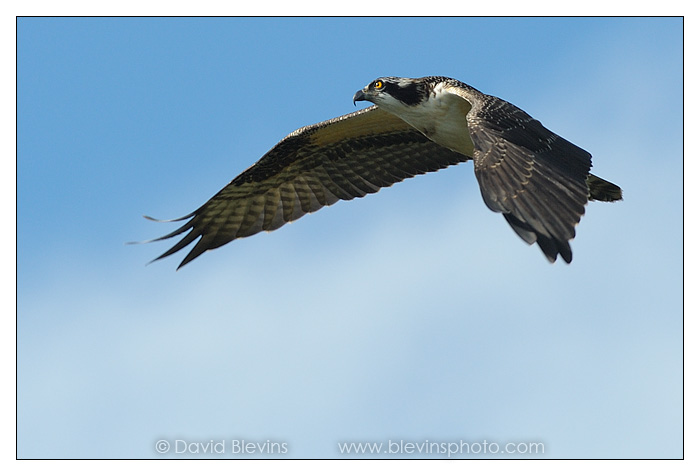 Osprey