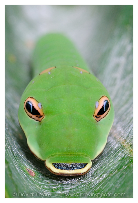 Palamedes Swallowtail Caterpillar