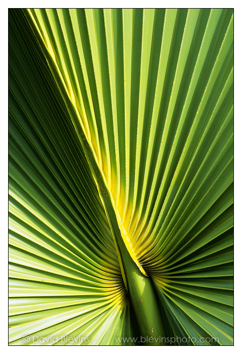 Cabbage Palmetto Leaf