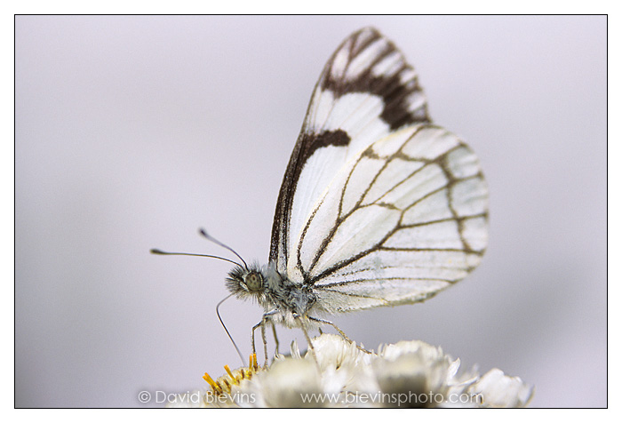Pine White Butterfly