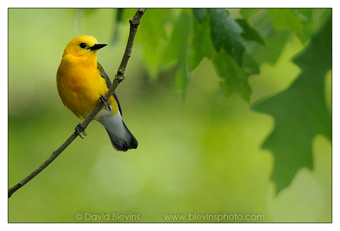 Prothonotary Warbler