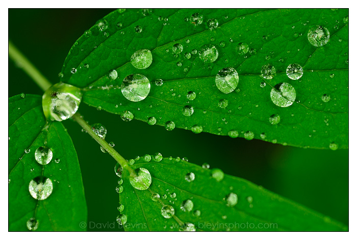 Rain Drops on Blue Cohosh