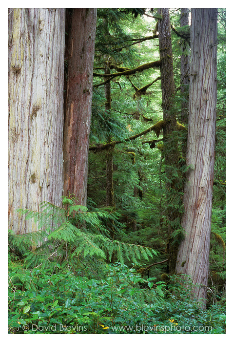 Old Growth Western Redcedar and Western Hemlock