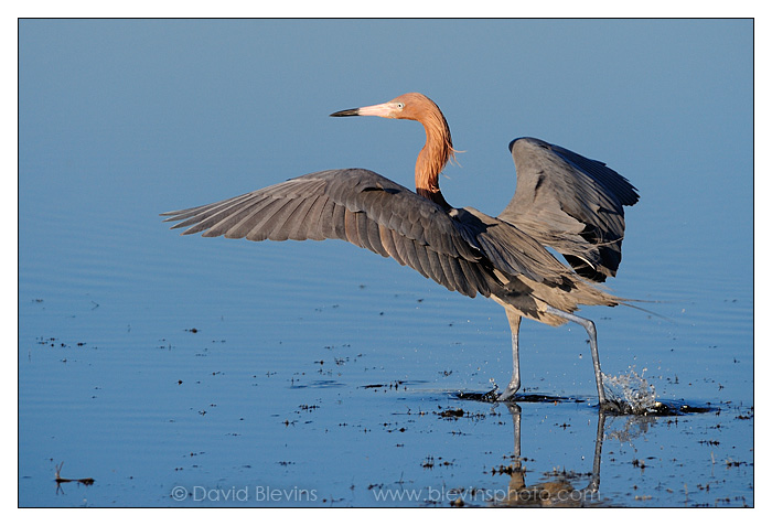 Reddish Egret