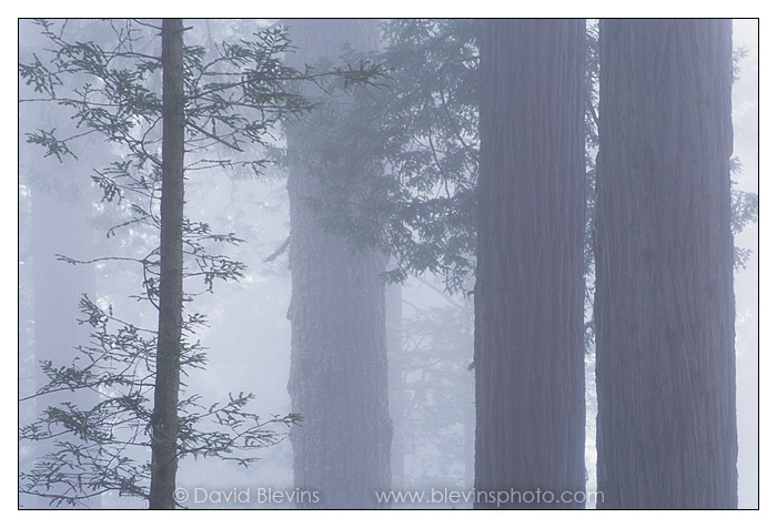 Redwood Trees