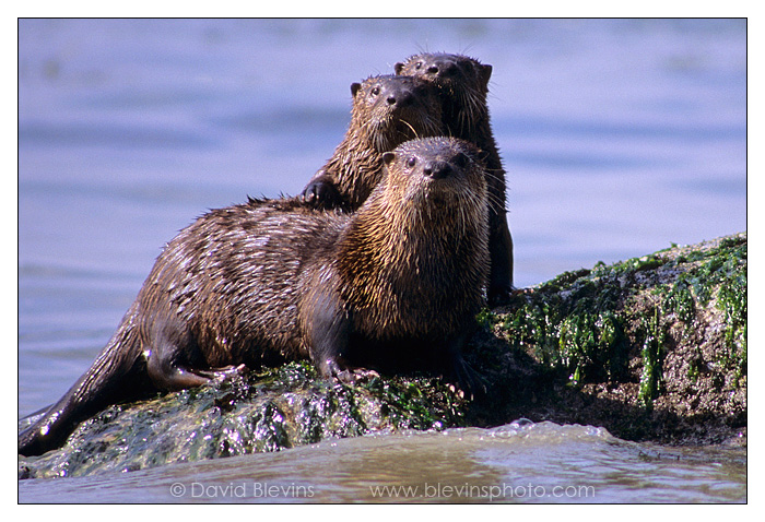 River Otter