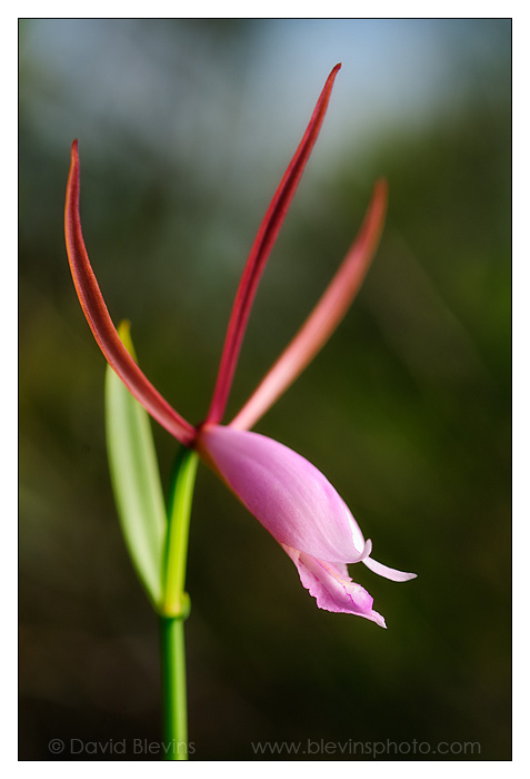 Rosebud Orchid David Blevins Nature Photography