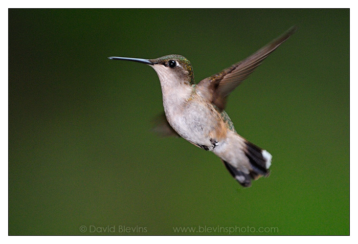 Ruby-throated Hummingbird