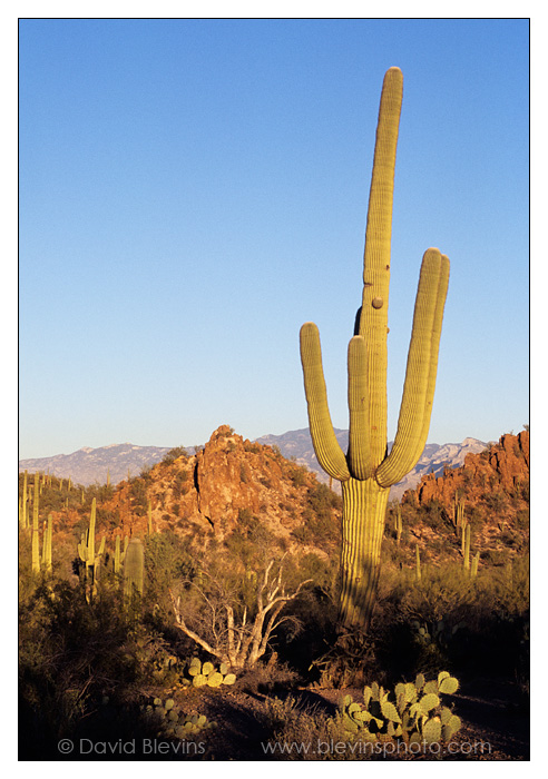 Saguaro Cactus