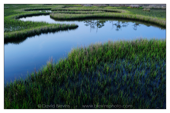 Salt Marsh