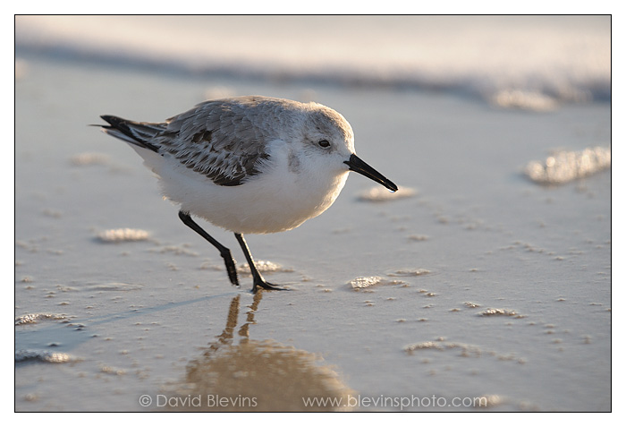 Sanderling