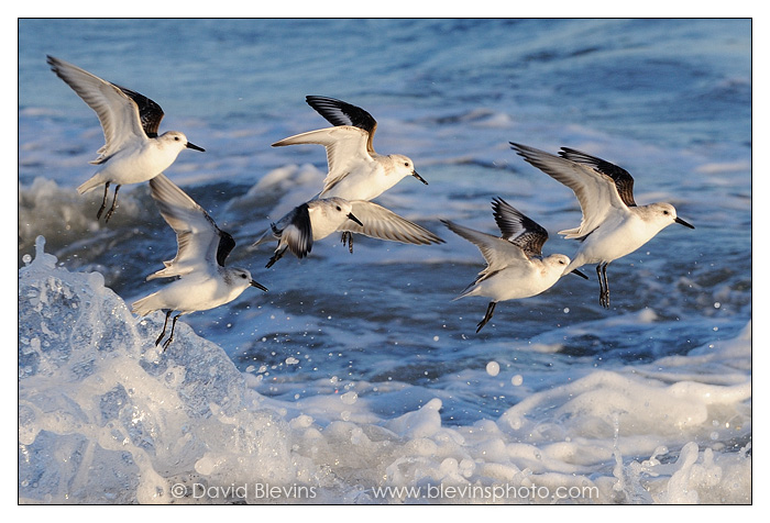 Sanderlings