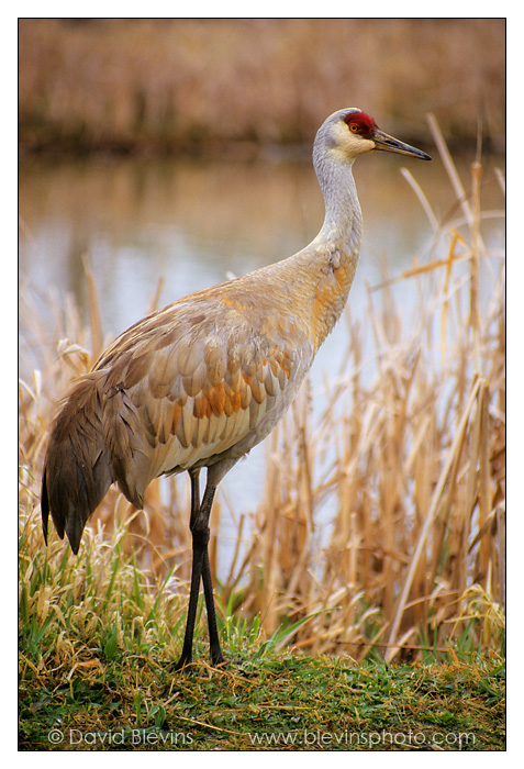 Sandhill Crane