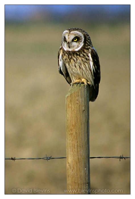 Short-eared Owl