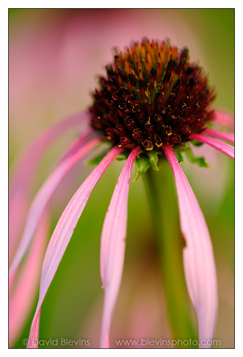 Smooth Coneflower