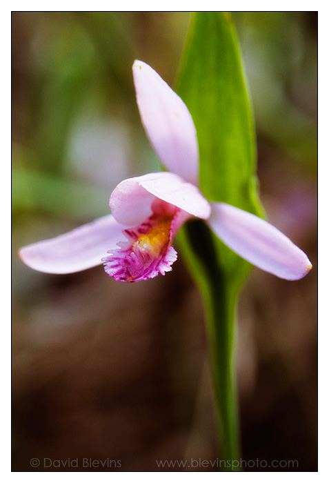 Snakemouth Orchid